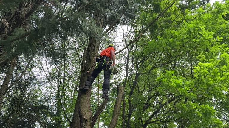 Best Emergency Tree Removal  in Ellsworth, ME